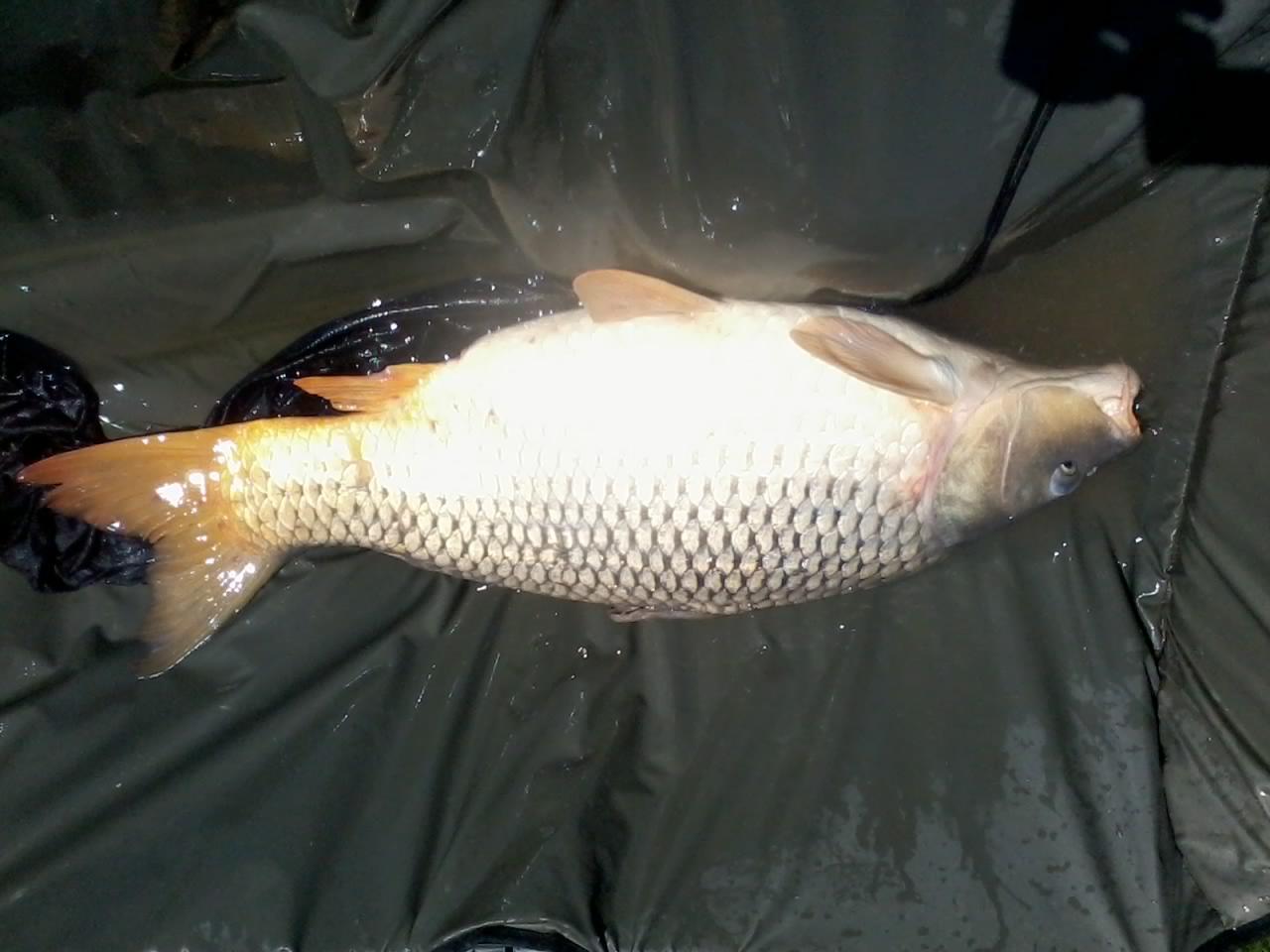 Din nou...pe Moară - 20130528123139.jpg